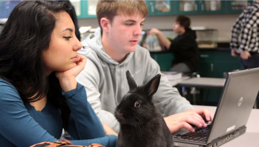 Freshmen Jacob Roth and Madeline Quesada work on a project for Intro to Urban Agriculture class with the class pet by their side.