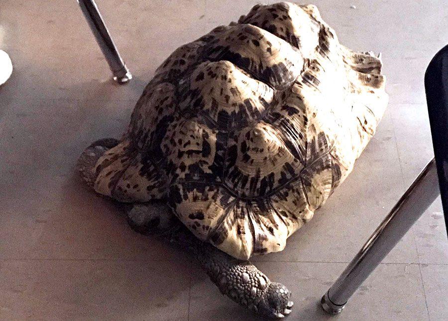 Maize tortoise Darwin died Tuesday.  Photo submitted by senior Brennon Hickman.