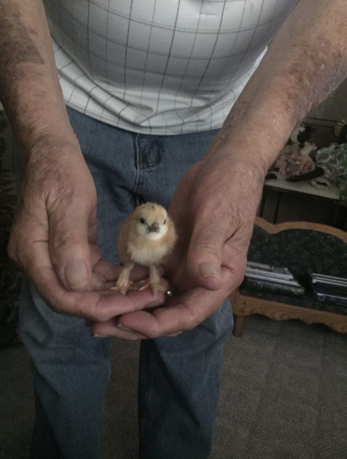 My grandpa holding one of his beloved chickens.