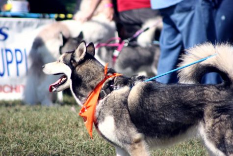 More than 100 breeds of dogs were seen at the annual Woofstock festival on Saturday Oct. 5.