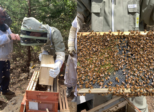 Lincoln DeBok works with his first beehive funded by the enrichment grant he was given.