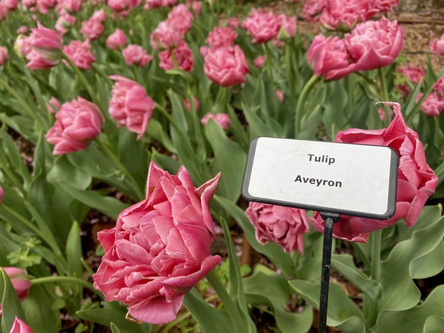 Aveyron Tulips are one of over 110 tulip varieties in the gardens. Aveyron tulips can survive spring showers, storms, and Kansas winds with a stronger stem than the average tulip. Because of a full set of bright pink petals, the tulips greatly resemble peonies.