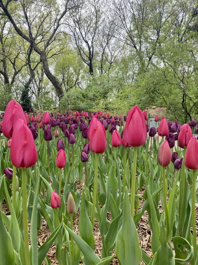 Work smarter, not harder is a common phrase people know all around the U.S. The Botanica Gardens did exactly that when they planted the tulips a week apart to ensure a rotation of colors and species for everyone to see their short-lived beauty for three weeks. 