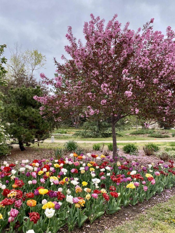 Wichitas Botanical Gardens offer a Tulip Festival celebrating the season. This Saturday, April 24 is the last Tulip Festival on account of the short life span of the vibrant flowers. 