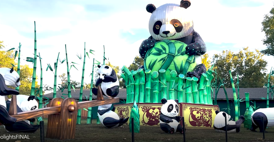 panda shot