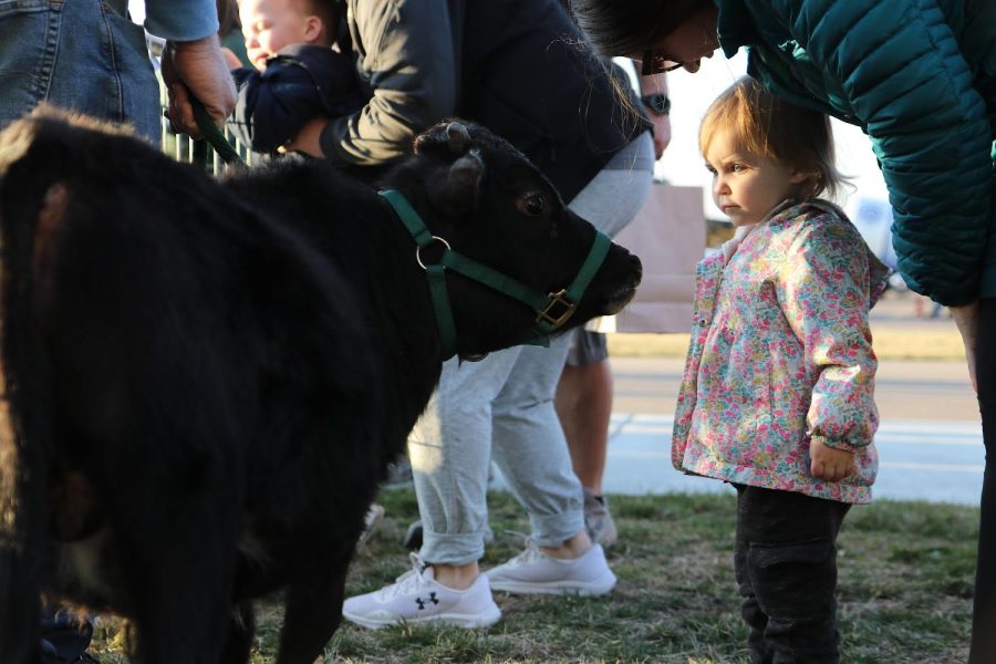 A young child approaches a calf in the petting zoo area at the Big Truck Night. The petting zoo area had a variety of farm animals including a mini pony and various goats.