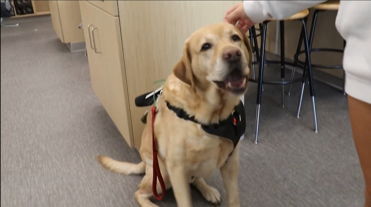 Video: Multiple therapy dogs help Maize Intermediate students regulate