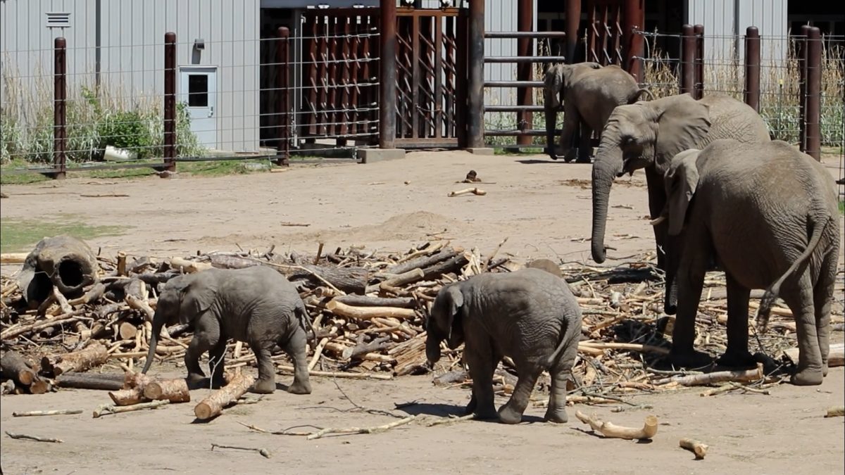 New elephant barn expansion nearing completion at Sedgwick County Zoo