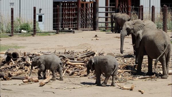 New elephant barn expansion nearing completion at Sedgwick County Zoo