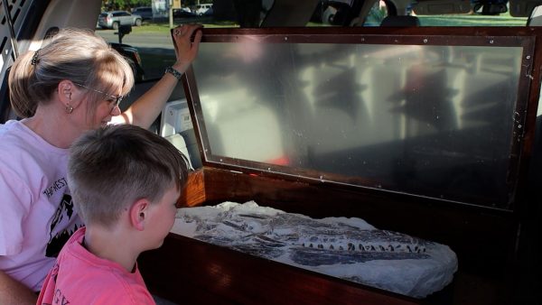 Clearwater family discovers dinosaur in backyard